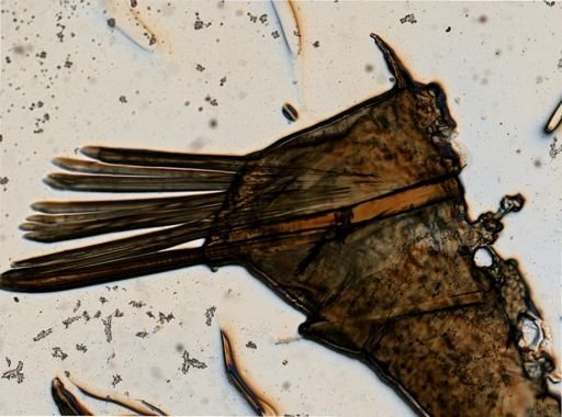 Lepidametria commensalis
