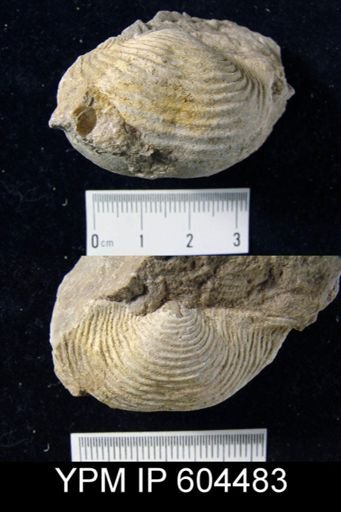 Plicatifera sp.