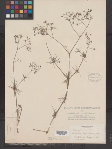 Spergula arvensis