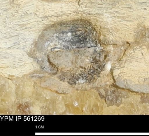 Teredo sp.