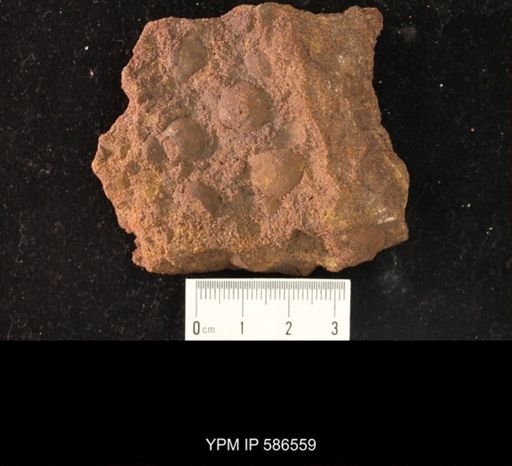 Syntrophina primordialis
