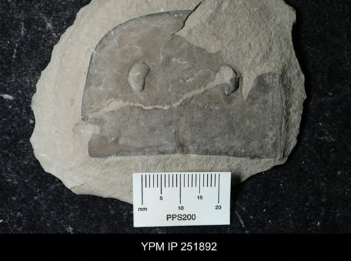 Eurypterus sp.