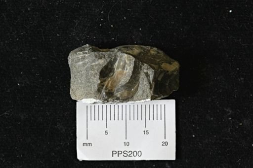 Pseudoptera?