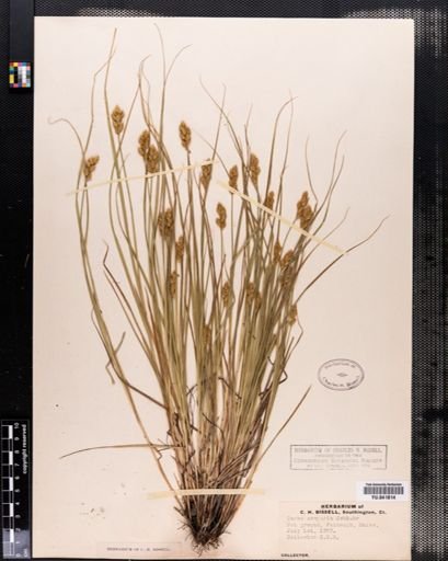 Carex scoparia