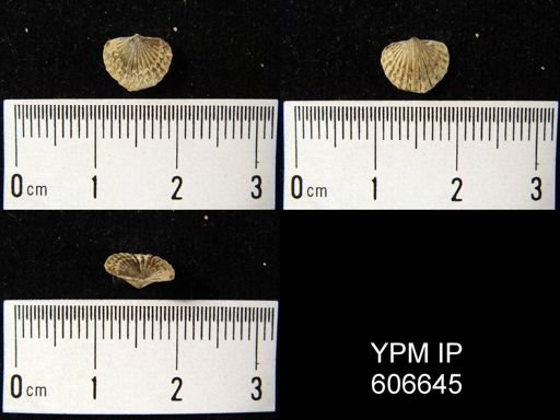 Leptocoelia hemispherica