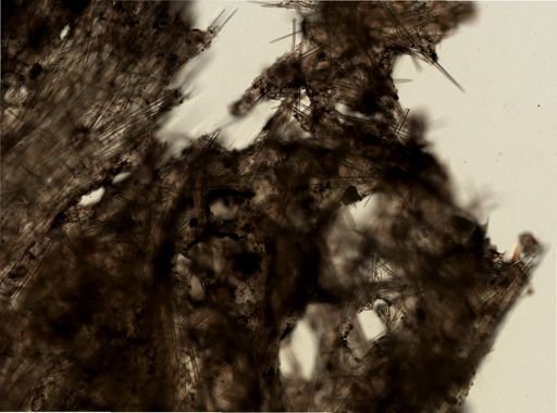 Topsentia disparilis