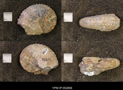 Discoscaphites gulosus