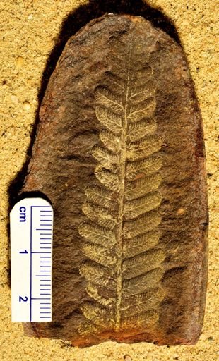 Pecopteris