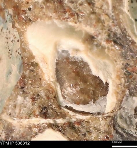 Corbulamella gregaria