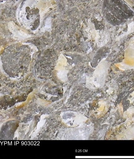undet. Mollusca