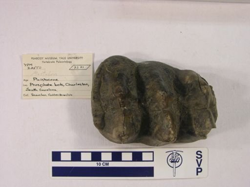 Mammut americanum