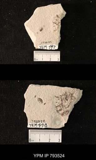 undet. Hexapoda