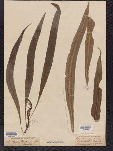 Polypodium