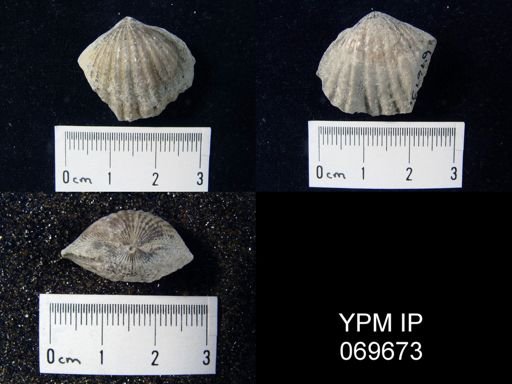 Rhynchotrema perlamellosum