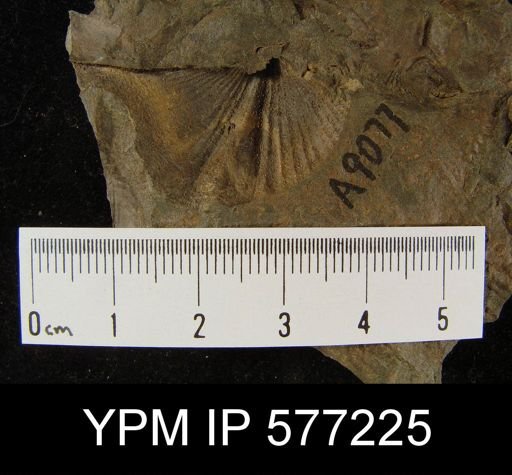 Platyrachella sp.