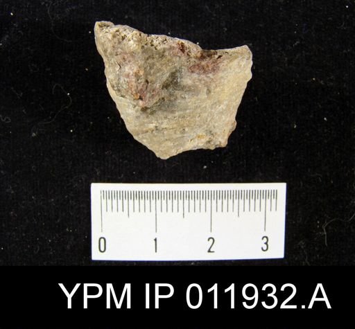 Richthofenia permiana