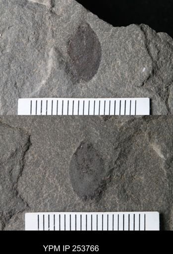 Eurypterida