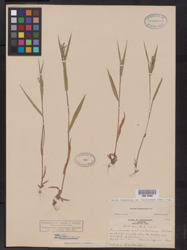 Panicum lanuginosum