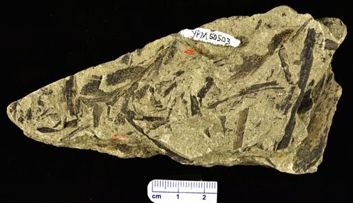 Archaeopteris jacksonii