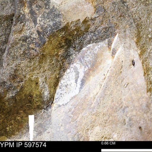 Baculites cf. columna