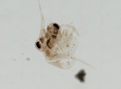 Brachyura