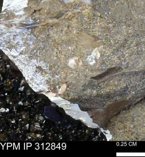 undet. Mollusca