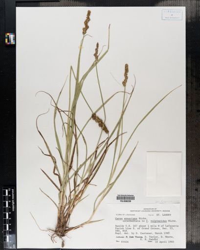 Carex annectens