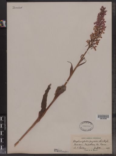 Blephariglottis psycodes