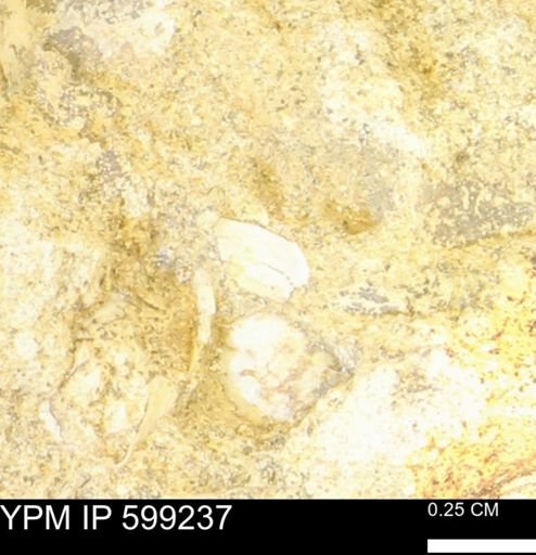undet. Bryozoa