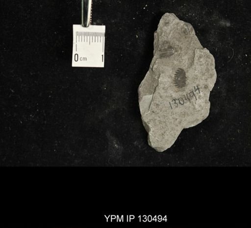 Proetus?