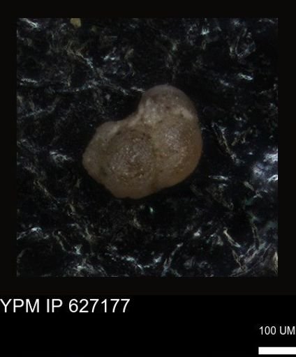 undet. Foraminiferida