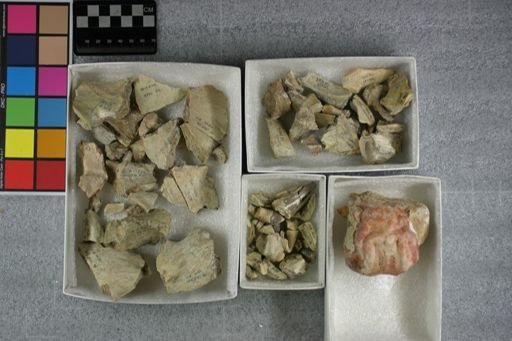 Archaeotherium mortoni