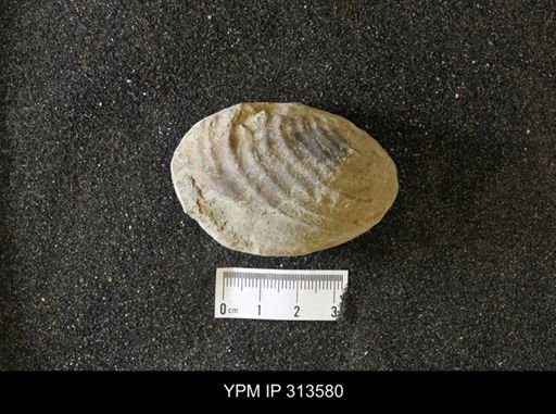 Inoceramus