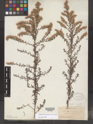 Symphyotrichum ericoides