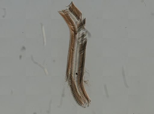 Elimia virginica