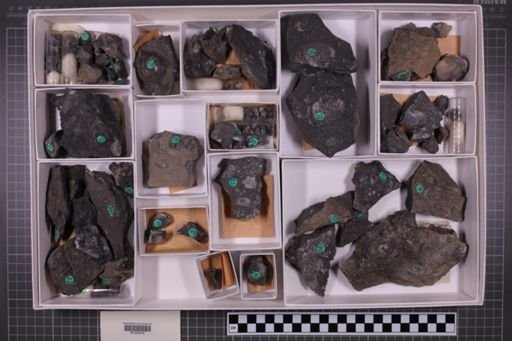 mixed taxa, stratigraphic collection