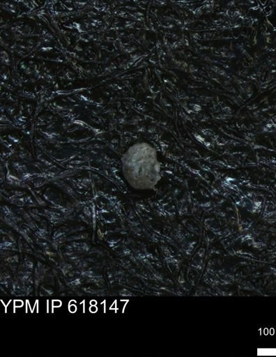 undet. Foraminiferida
