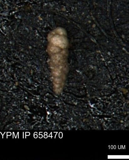 Verneuilinoides kansasensis