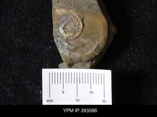 undet. Ammonoidea