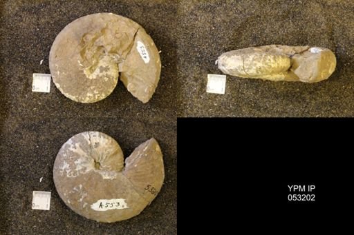 Discoscaphites conradi