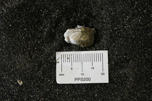 Spisula elliptica