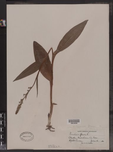 Habenaria flava