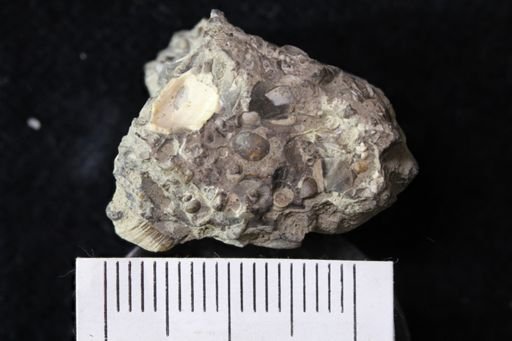 undet. Gastropoda