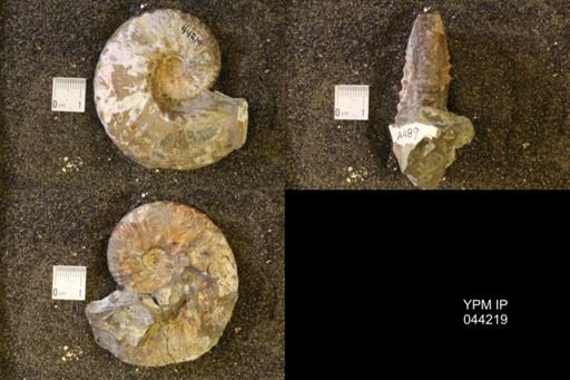 Hoploscaphites nicolletii
