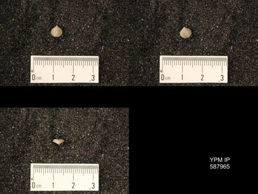 Zygospira modesta