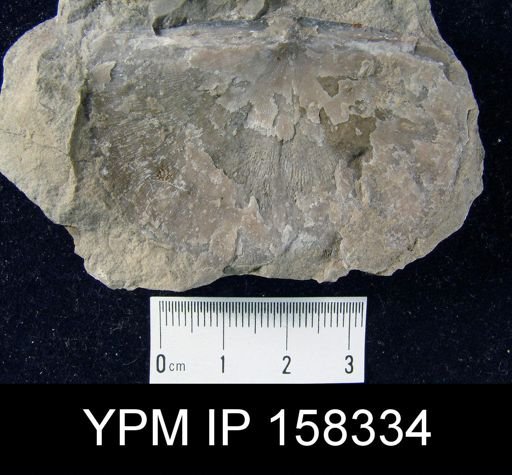 Stropheodonta magniventer