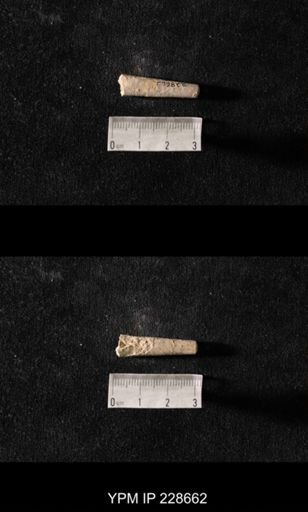 Orthoceras