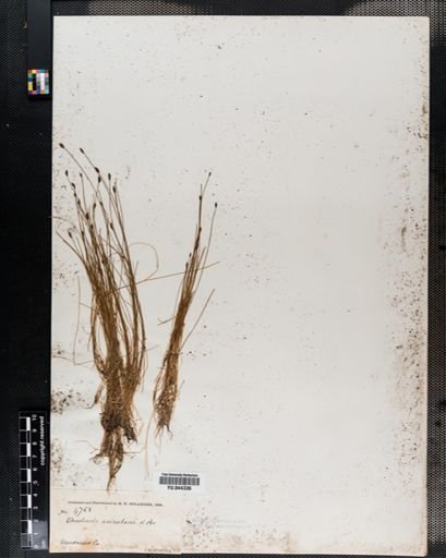 Eleocharis