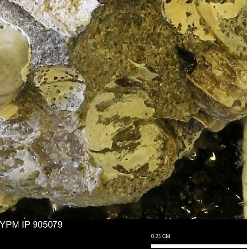 undet. Mollusca