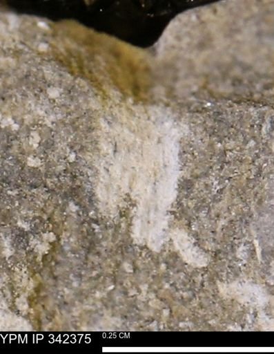 undet. Mollusca